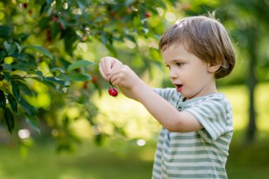 Güneşli yaz gününde ağaçtan toplanan taze organik kirazları yiyen tatlı küçük çocuk. Çocuk dışarıda kiraz bahçesinde eğleniyor..