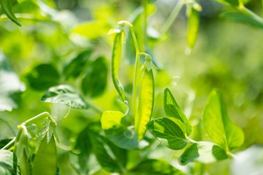 Yeşil bezelye bitkisi üzerinde taze bezelye kabukları. Güneşli yaz gününde bahçede olgunlaşan bezelye kabukları. Doğada güzellik.