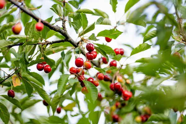 Ripening Cherry Fruits Hanging Cherry Tree Branch Harvesting Berries Cherry — Stock Photo, Image