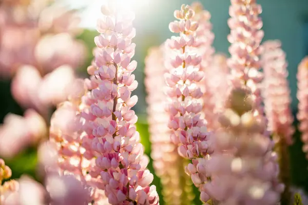 Beautiful Pink Lupins Blossoming Flower Bed Summer Day Bunch Lupines — Stock fotografie