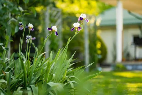 Renkli Iris Çiçekleri Güneşli Bir Yaz Akşamında Parktaki Çiçek Tarhında — Stok fotoğraf