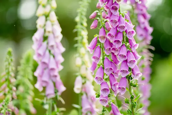Prachtige Paarse Foxglove Bloemen Bloeien Tuin Zonnige Zomerdag Digitalis Purpurea — Stockfoto
