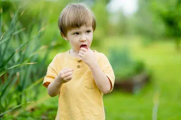 Netter Kleiner Junge Isst Einem Sonnigen Sommertag Frische Bio Erdbeeren lizenzfreie Stockbilder