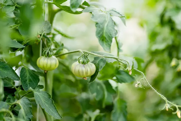 유기농 토마토를 숲에서 발효시키고 있습니다 집에서 채소를 재배하는 만족의 정원가꾸기 로열티 프리 스톡 사진