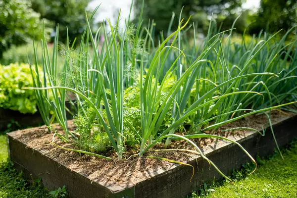 여름에는 양파를 집에서 허브와 채소를 기르고 있습니다 만족의 정원가꾸기 로열티 프리 스톡 이미지