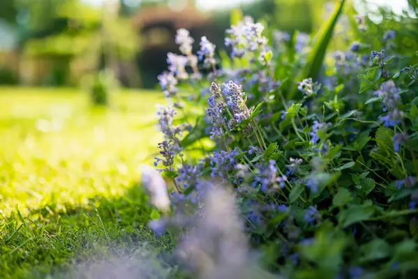 꽃봉오리 Nepeta Cataria 여름날 정원에서 피어나는 꽃이다 자연계의 아름다움 스톡 이미지