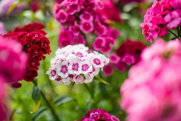Assorted Colorful Flowers Dianthus Barbatus Sweet William Plant Blossoming Garden Stock Photo