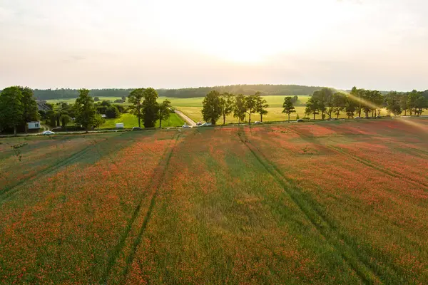Потрясающий Вид Воздуха Цветущие Маковые Луга Летний Сельский Пейзаж Холмов Стоковое Изображение