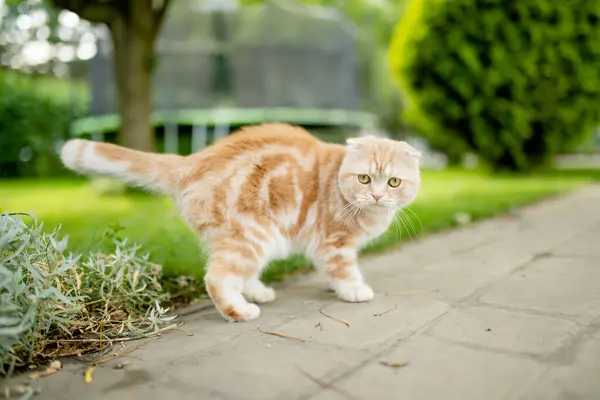 빨간색 스코틀랜드 고양이는 뒤뜰에서 휴식을 있습니다 정원이나 뒷마당에서 야외에서 즐거운 스톡 이미지