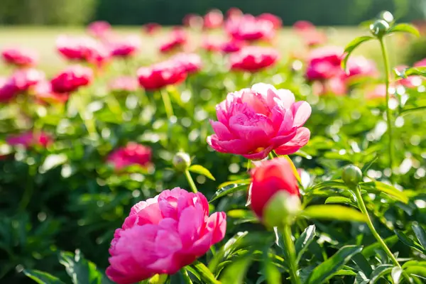 Lindas Flores Peônia Rosa Florescendo Jardim Noite Verão Beleza Natureza Fotografias De Stock Royalty-Free
