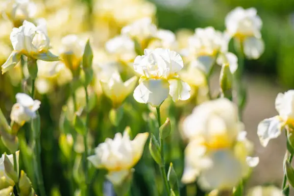 Színes Írisz Virágok Virágoznak Egy Virágágyáson Parkban Napos Nyári Estén Stock Fotó