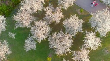 Vilnius şehir merkezindeki çiçek açan sakura parkının yukarıdan aşağıya doğru dönen güzel manzarası. Sugihara kiraz ağacı bahçesi güneşli bir nisan akşamı çiçek açıyor. Litvanya, Vilnius 'ta İlkbahar.