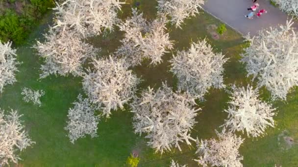 Красивый Вид Сверху Цветущий Парк Сакуры Центре Вильнюса Вишневый Сад — стоковое видео