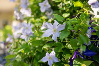 Bahçede çiçek açan mor klematis. Çiçekler yazın çiçek açar. Doğada güzellik.