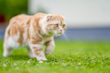 Genç kırmızı İskoç kedisi bahçede dinleniyor. Sarı gözlü, muhteşem çizgili şeftali kedisi bahçede ya da arka bahçede eğleniyor. Evdeki evcil hayvan.