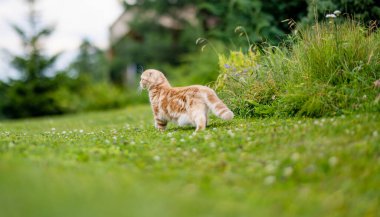 Genç kırmızı İskoç kedisi bahçede dinleniyor. Sarı gözlü, muhteşem çizgili şeftali kedisi bahçede ya da arka bahçede eğleniyor. Evdeki evcil hayvan.