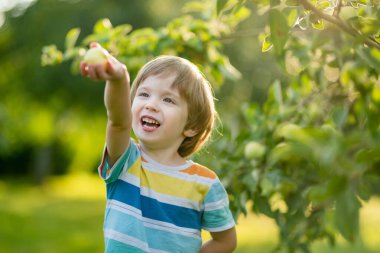 Tatlı çocuk yaz günü elma bahçesinde elma toplamaya yardım ediyor. Çocuk bahçede meyve topluyor. Çocuklar için taze sağlıklı yiyecekler. Yaz aylarında aile beslenmesi.