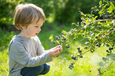 Sıcak ve güneşli bir yaz gününde organik yaban mersini çiftliğinde taze böğürtlen toplayan tatlı bir çocuk. Küçük çocuklar için taze sağlıklı organik yiyecekler. Yazın aile aktiviteleri.