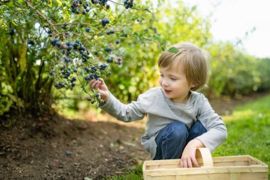 Sıcak ve güneşli bir yaz gününde organik yaban mersini çiftliğinde taze böğürtlen toplayan tatlı bir çocuk. Küçük çocuklar için taze sağlıklı organik yiyecekler. Yazın aile aktiviteleri.