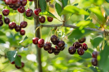 Kiraz ağacında sallanan olgun kiraz meyveleri. Güneşli yaz gününde kiraz bahçesinde böğürtlen toplamak.