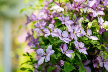 Bahçede çiçek açan mor klematis. Çiçekler yazın çiçek açar. Doğada güzellik.