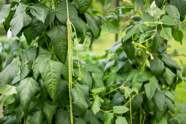 Yaz mevsiminde taze fasulye yetiştiriyorum. Çiftlikte kendi otlarını ve sebzelerini yetiştiriyorlar. Bahçıvanlık ve kendi kendine yeten yaşam tarzı.