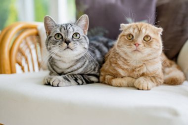 Kırmızı İskoç katları ve İngiliz gümüş tekir kedileri oturma odasındaki kanepede dinleniyorlar. Yetişkin evcil kediler evde vakit geçirir. Evcil hayvanlar evde.