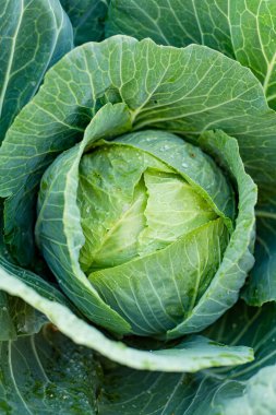 Bahçede yetişen taze organik lahana kafası. Çiftlikte kendi meyve ve sebzelerini yetiştiriyorlar. Bahçıvanlık ve kendi kendine yeten yaşam tarzı.