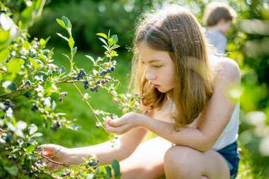 Sıcak ve güneşli bir yaz gününde organik yaban mersini çiftliğinde taze böğürtlen toplayan tatlı genç kız. Taze sağlıklı organik gıda. Yazın aile aktiviteleri.