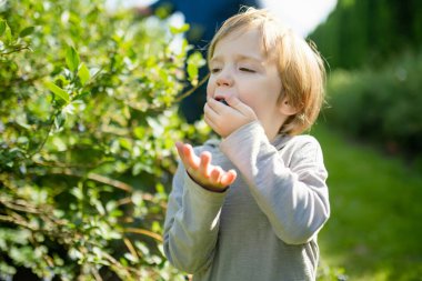 Sıcak ve güneşli bir yaz gününde organik yaban mersini çiftliğinde taze böğürtlen toplayan tatlı bir çocuk. Küçük çocuklar için taze sağlıklı organik yiyecekler. Yazın aile aktiviteleri.