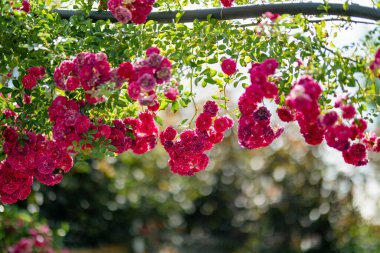 Güneşli bir yaz gününde arka bahçede açan güzel pembe güller.
