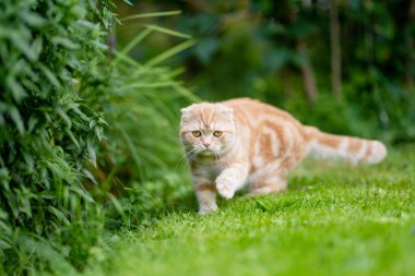 Genç kırmızı İskoç kedisi bahçede dinleniyor. Sarı gözlü, muhteşem çizgili şeftali kedisi bahçede ya da arka bahçede eğleniyor. Evdeki evcil hayvan.