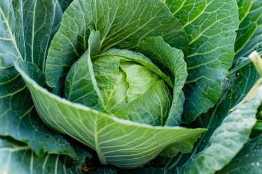 Bahçede yetişen taze organik lahana kafası. Çiftlikte kendi meyve ve sebzelerini yetiştiriyorlar. Bahçıvanlık ve kendi kendine yeten yaşam tarzı.