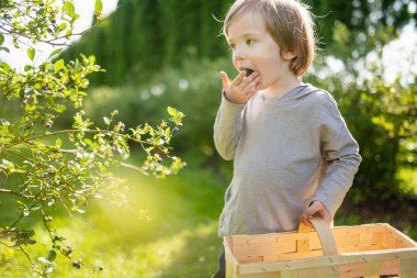Sıcak ve güneşli bir yaz gününde organik yaban mersini çiftliğinde taze böğürtlen toplayan tatlı bir çocuk. Küçük çocuklar için taze sağlıklı organik yiyecekler. Yazın aile aktiviteleri.
