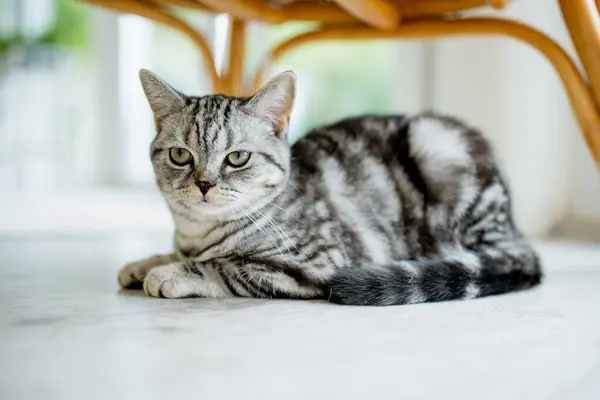 Британская Коротенькая Серебряная Тэбби Кошка Гостиной Взрослый Домашний Кот Проводит — стоковое фото