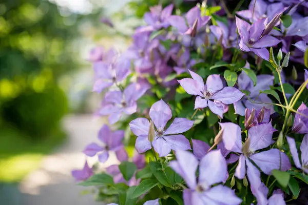 Flowering Purple Clematis Garden Flowers Blossoming Summer Beauty Nature — Photo