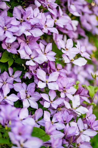 Цветущие Фиолетовые Клематис Саду Цветы Цветут Летом Красота Природе — стоковое фото