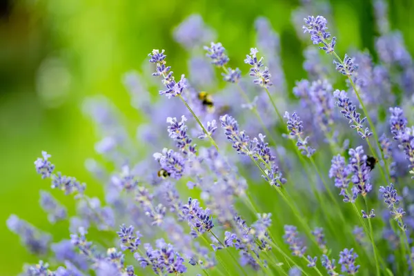 Beautiful Lavender Flowers Blooming Field Summer Beauty Nature — Stock Photo, Image