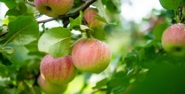 Amadurecendo Maçãs Ramo Árvore Maçã Dia Verão Quente Colhendo Frutas — Fotografia de Stock