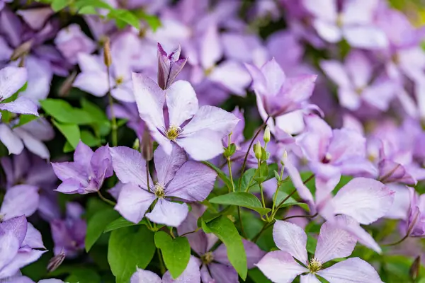 Floração Clematis Roxo Jardim Flores Florescendo Verão Beleza Natureza — Fotografia de Stock