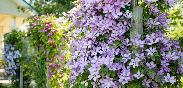 Цветущие Фиолетовые Клематис Саду Цветы Цветут Летом Красота Природе — стоковое фото
