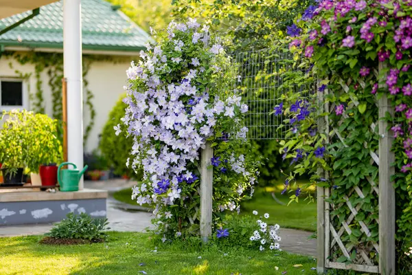 Flowering Purple Clematis Garden Flowers Blossoming Summer Beauty Nature — 스톡 사진