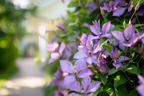 Flowering Purple Clematis Garden Flowers Blossoming Summer Beauty Nature — 스톡 사진
