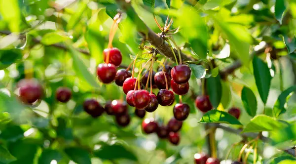 Érett Cseresznye Gyümölcs Lóg Egy Cseresznyefa Ágon Szeder Szüret Cseresznyéskertben Stock Kép