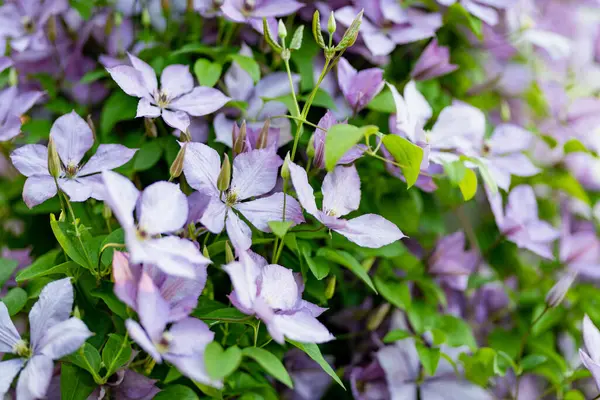 Цвіте Фіолетовий Клематис Саду Квіти Цвітуть Влітку Краса Природі Стокове Зображення