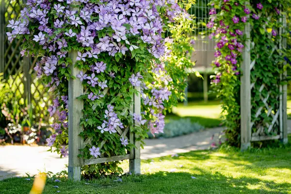 庭に紫色のクレマチスを咲かせます 夏に花が咲きます 自然の美しさ ロイヤリティフリーのストック写真