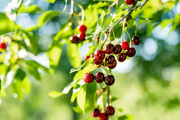 Ripening Cherry Fruits Hanging Cherry Tree Branch Harvesting Berries Cherry Royalty Free Stock Images