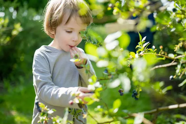 暖かくて日当たりの良い夏の日に有機ブルーベリー農場で新鮮な果実を選ぶかわいい男の子 小さな子供のための新鮮な健康的な有機食品 夏の家族活動 ストックフォト