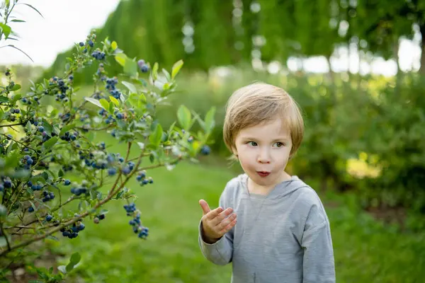 Sød Lille Dreng Plukker Friske Bær Økologisk Blåbær Gård Varm Stock-billede