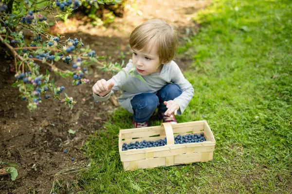 Милий Маленький Хлопчик Збирає Свіжі Ягоди Органічній Фермі Чорниці Теплий Ліцензійні Стокові Зображення